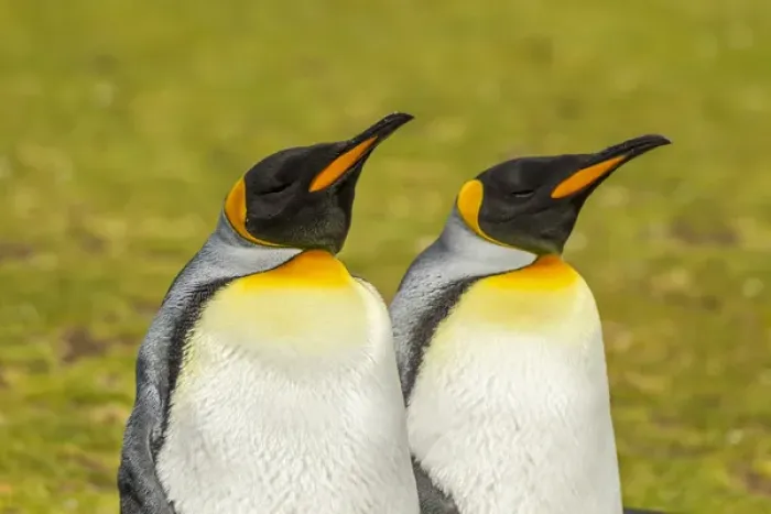 Framed Print : Falkland Islands, East Falkland, Volunteer Point. Pair of king penguins. Credit as Framed Print : Falkland Islands, East Falkland, Volunteer Point. Pair of king penguins. Credit as