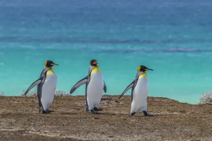 Framed Print : Falkland Islands, East Falkland, Volunteer Point. King penguins walking. Credit as