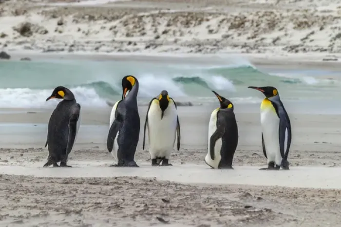 Framed Print : Falkland Islands, East Falkland, Volunteer Point. King penguins on beach. Credit as Framed Print : Falkland Islands, East Falkland, Volunteer Point. King penguins on beach. Credit as