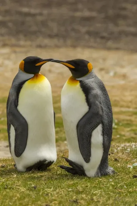 Framed Print : Falkland Islands, East Falkland, Saunders Island. Pair of king penguins. Credit as Framed Print : Falkland Islands, East Falkland, Saunders Island. Pair of king penguins. Credit as