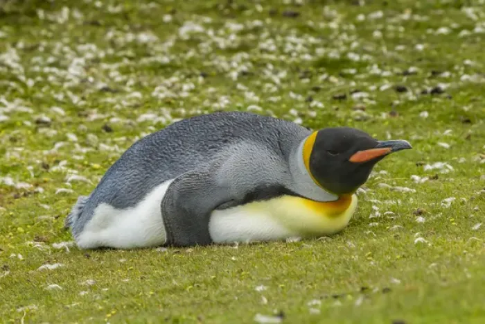 Framed Print : Falkland Islands, East Falkland, Volunteer Point. King penguin lying on grass. Credit as Framed Print : Falkland Islands, East Falkland, Volunteer Point. King penguin lying on grass. Credit as