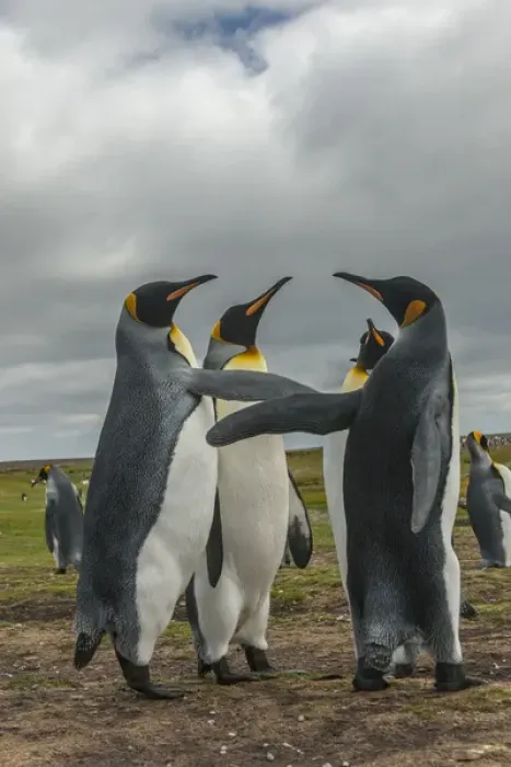 Framed Print : Falkland Islands, East Falkland, Volunteer Point. King penguins in dominance display