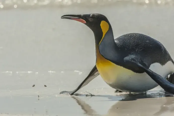 Framed Print : Falkland Islands, East Falkland, Volunteer Point. King penguin on beach. Credit as