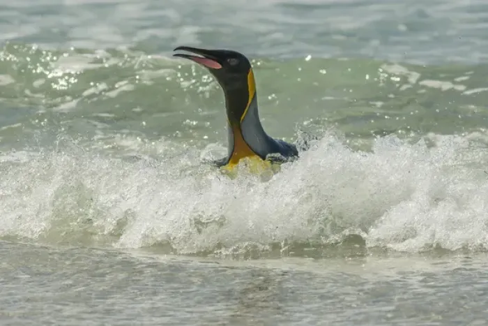 Framed Print : Falkland Islands, East Falkland, Volunteer Point. King penguin in surf. Credit as
