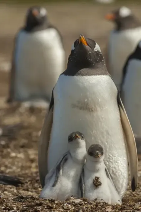 Framed Print : Falkland Islands, East Falkland, Volunteer Point. Gentoo penguin chicks and parent