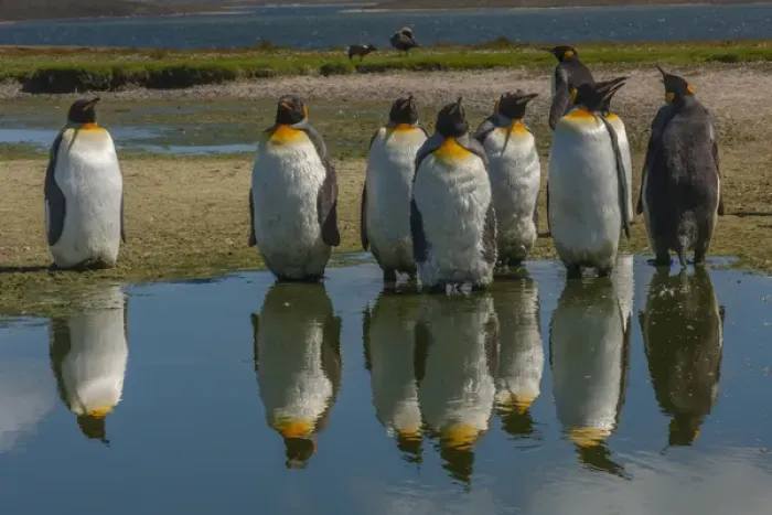 Framed Print : Falkland Islands, East Falkland, Volunteer Point. King penguins reflecting in water Framed Print : Falkland Islands, East Falkland, Volunteer Point. King penguins reflecting in water