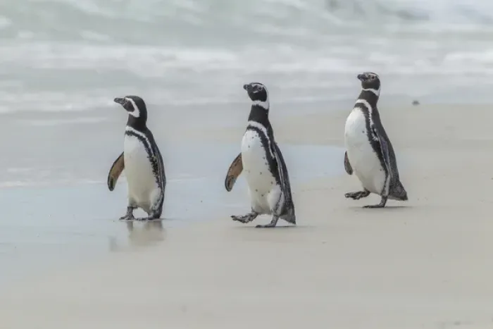 Framed Print : Falkland Islands, East Falkland, Volunteer Point. Magellanic penguins on beach. Credit as