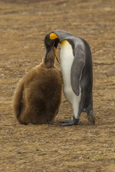 Framed Print : Falkland Islands, East Falkland, Volunteer Point. King penguin parent feeding chick
