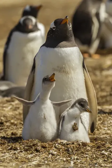 Framed Print : Falkland Islands, East Falkland, Volunteer Point. Gentoo penguin parent and chicks