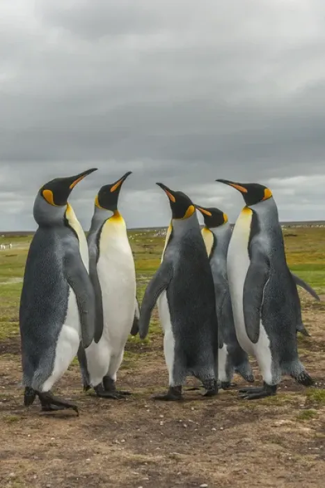 Framed Print : Falkland Islands, East Falkland, Volunteer Point. King penguins in dominance display Framed Print : Falkland Islands, East Falkland, Volunteer Point. King penguins in dominance display