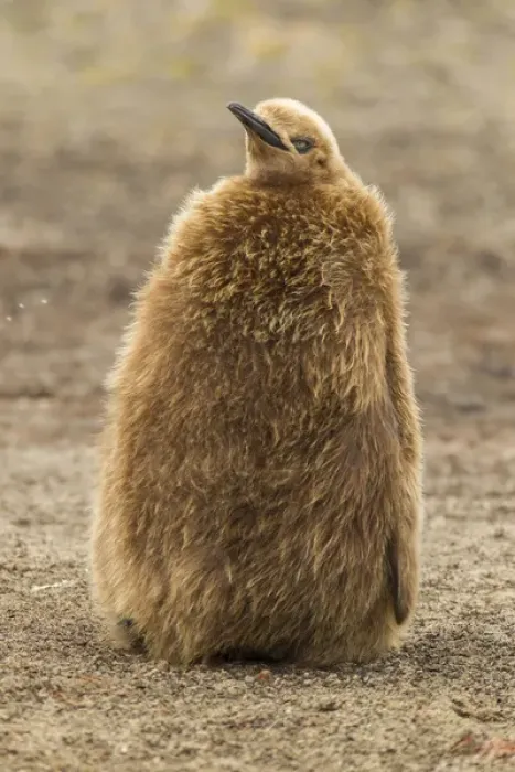 Framed Print : Falkland Islands, East Falkland, Saunders Island. King penguin chick or oakum boy Framed Print : Falkland Islands, East Falkland, Saunders Island. King penguin chick or oakum boy
