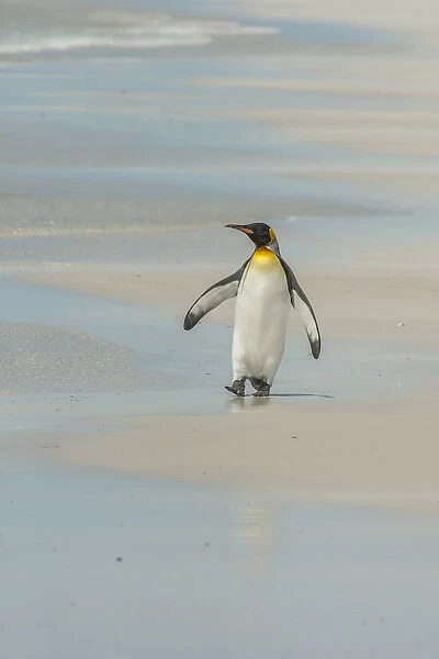 Falkland Islands, East Falkland, Volunteer Point. King penguin walking on beach. Credit as