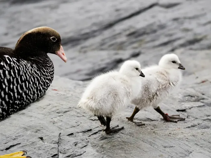 Framed Print : Falkland Islands. A female kelp goose walks with her two white chicks Framed Print : Falkland Islands. A female kelp goose walks with her two white chicks