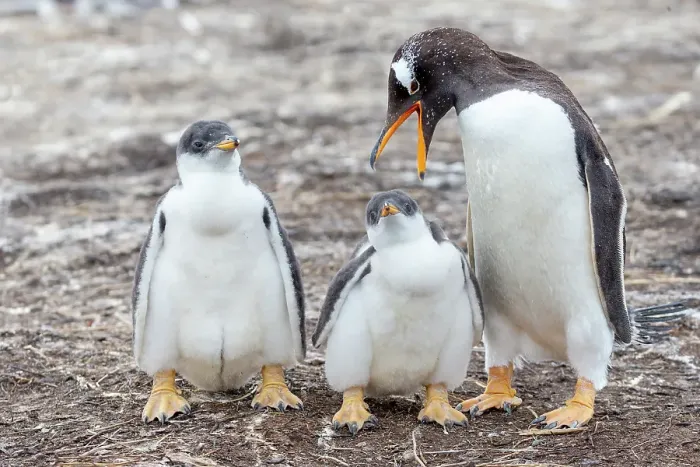 Framed Print : Falkland Islands. A gentoo parent appears to scold one of its chicks Framed Print : Falkland Islands. A gentoo parent appears to scold one of its chicks