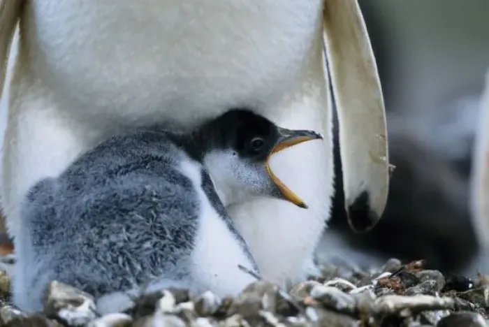 Framed Print : Falkland Islands. Gentoo penguin chick next to parent Framed Print : Falkland Islands. Gentoo penguin chick next to parent