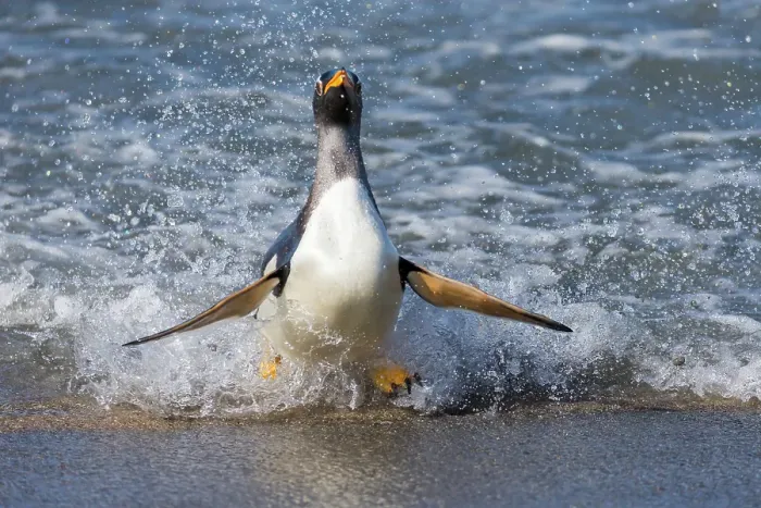 Framed Print : Falkland Islands. A gentoo penguin emerges from the surf with lots of spray
