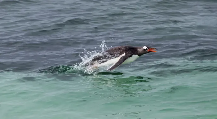 Framed Print : Falkland Islands. A gentoo penguin jumps out of the water while swimming in the blue-green water Framed Print : Falkland Islands. A gentoo penguin jumps out of the water while swimming in the blue-green water
