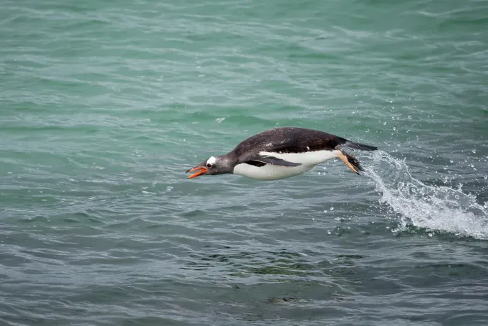 Framed Print : Falkland Islands. A gentoo penguin jumps out of the water while swimming in the blue-green water Framed Print : Falkland Islands. A gentoo penguin jumps out of the water while swimming in the blue-green water