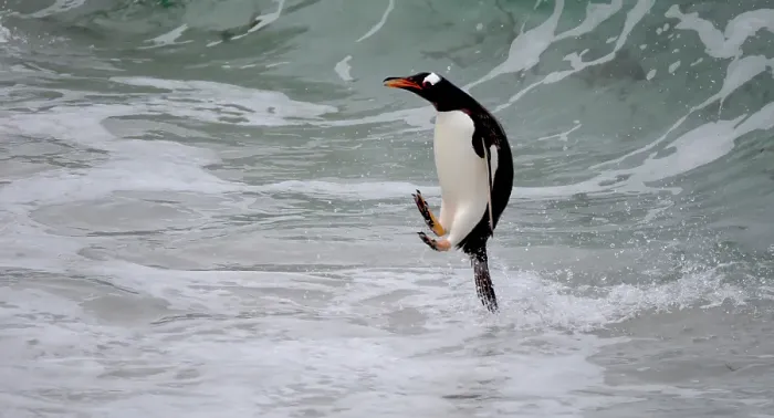 Framed Print : Falkland Islands. A gentoo penguin jumps out of the water on its way to the shore Framed Print : Falkland Islands. A gentoo penguin jumps out of the water on its way to the shore