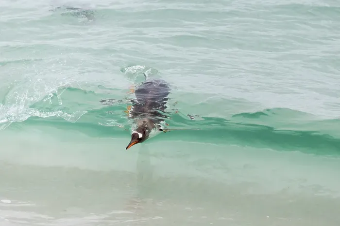 Framed Print : Falkland Islands. A gentoo penguin shows up in the absolutely clear waves Framed Print : Falkland Islands. A gentoo penguin shows up in the absolutely clear waves