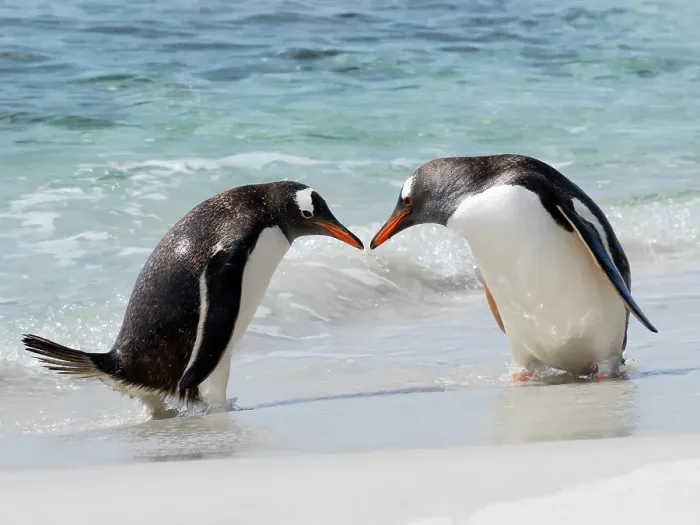 Framed Print : Falkland Islands. Two gentoo penguins meet on the beach after emerging from the water Framed Print : Falkland Islands. Two gentoo penguins meet on the beach after emerging from the water