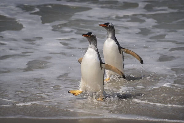 Falkland Islands, Grave Cove. Gentoo penguins returning from ocean