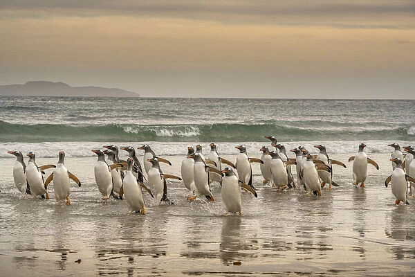 Falkland Islands, Grave Cove. Gentoo penguins walking in surf at sunset