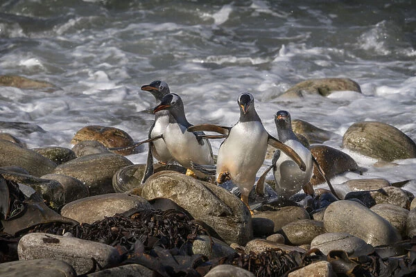 Falkland Islands, Grave Cove. Gentoo penguins returning from ocean