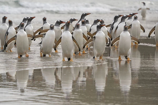 Falkland Islands, Grave Cove. Gentoo penguins emerging from ocean