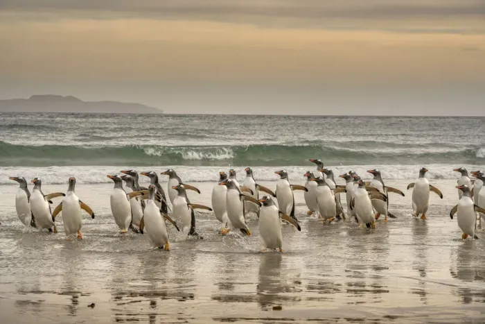Framed Print : Falkland Islands, Grave Cove. Gentoo penguins walking in surf at sunset