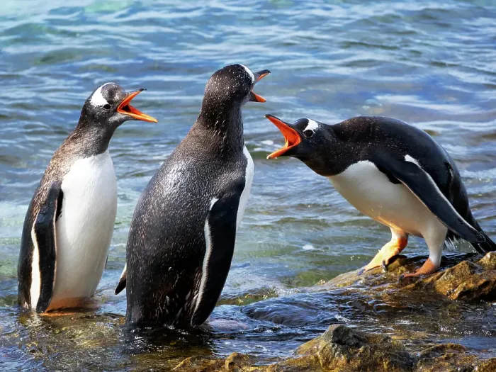 Framed Print : Falkland Islands. A group of gentoo penguins fight over their perches on the rocks in the water Framed Print : Falkland Islands. A group of gentoo penguins fight over their perches on the rocks in the water