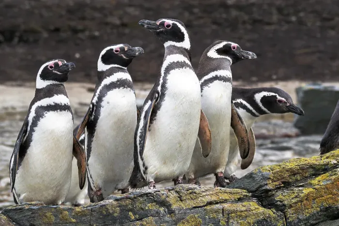 Framed Print : Falkland Islands. A group of Magellanic penguins stand together on the rocks Framed Print : Falkland Islands. A group of Magellanic penguins stand together on the rocks