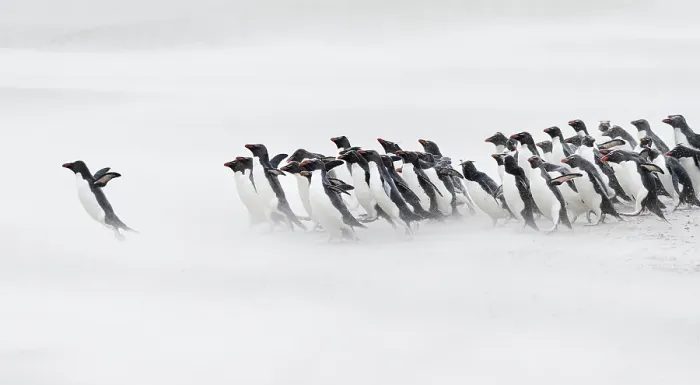 Framed Print : Falkland Islands. A group of rockhopper penguins emerge from the sea Framed Print : Falkland Islands. A group of rockhopper penguins emerge from the sea