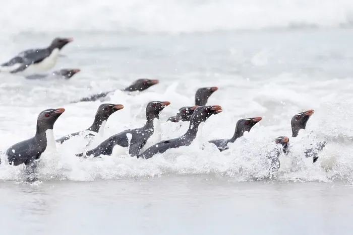 Framed Print : Falkland Islands. A group of rockhopper penguins emerge from the waves Framed Print : Falkland Islands. A group of rockhopper penguins emerge from the waves