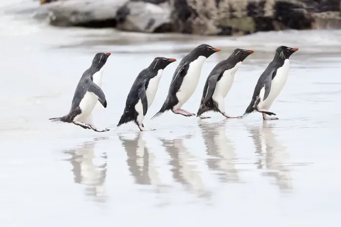 Framed Print : Falkland Islands. A group of rockhopper penguins hop over the wet beach towards the rookery