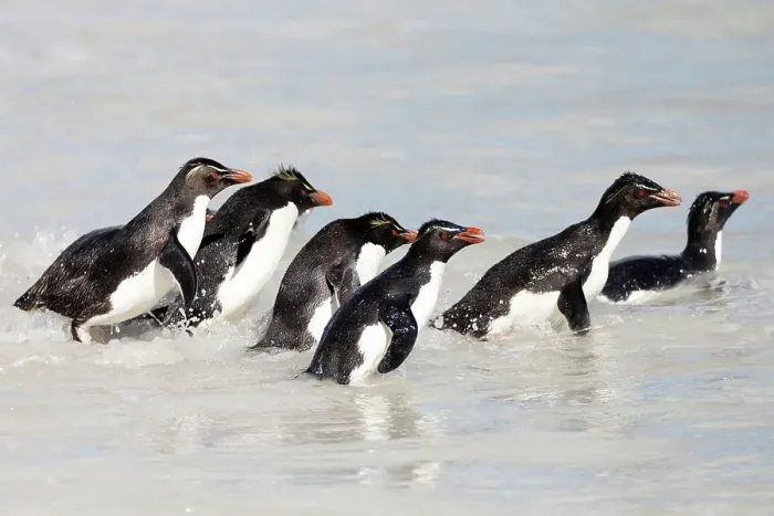 Framed Print : Falkland Islands. A group of rockhopper penguins wade through the water