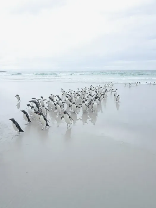 Framed Print : Falkland Islands. A group of rockhopper penguins walk on the beach after emerging from the sea Framed Print : Falkland Islands. A group of rockhopper penguins walk on the beach after emerging from the sea