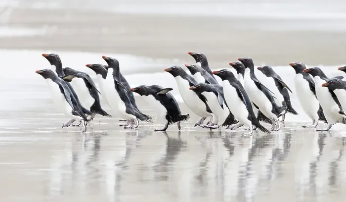Framed Print : Falkland Islands. A group of rockhopper penguins walks towards the ocean