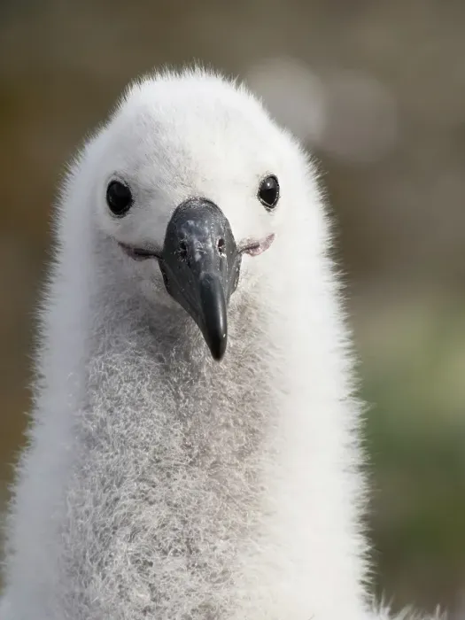 Framed Print : Falkland Islands. Headshot of a black-browed albatross chick Framed Print : Falkland Islands. Headshot of a black-browed albatross chick