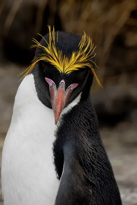 Framed Print : Falkland Islands. Headshot of a macaroni penguin showing its brilliant yellow head feathers