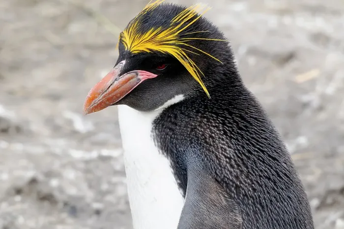 Framed Print : Falkland Islands. Headshot of a macaroni penguin showing its brilliant yellow head feathers Framed Print : Falkland Islands. Headshot of a macaroni penguin showing its brilliant yellow head feathers
