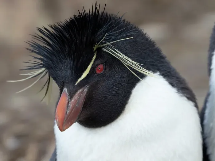 Framed Print : Falkland Islands. Headshot of a rockhopper penguin Framed Print : Falkland Islands. Headshot of a rockhopper penguin