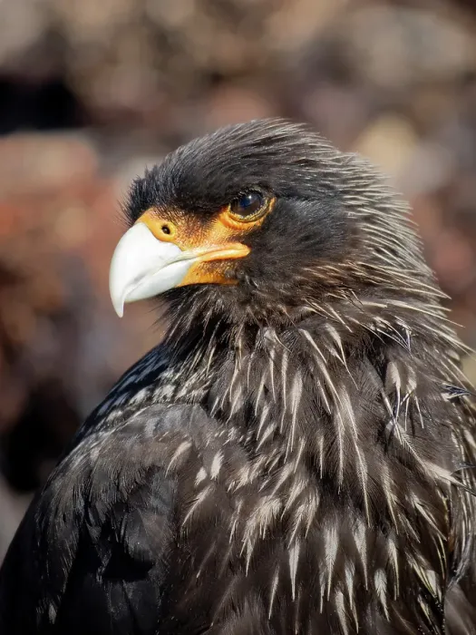 Framed Print : Falkland Islands. Headshot of a striated caracara Framed Print : Falkland Islands. Headshot of a striated caracara