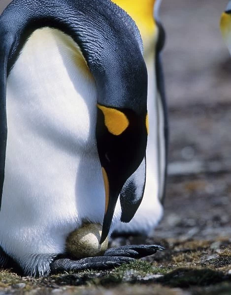 Falkland Islands. King penguin tends single egg