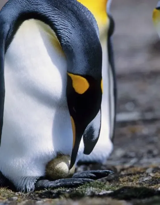 Framed Print : Falkland Islands. King penguin tends single egg Framed Print : Falkland Islands. King penguin tends single egg