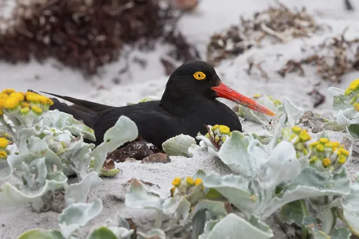 Framed Print : Falkland Islands. A Magellanic oystercatcher nestles in the sand among the sea cabbage