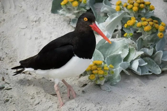 Framed Print : Falkland Islands. A Magellanic oystercatcher stands in the sand among the sea cabbage Framed Print : Falkland Islands. A Magellanic oystercatcher stands in the sand among the sea cabbage