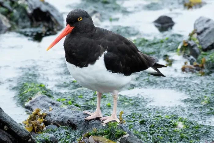 Framed Print : Falkland Islands. A Magellanic oystercatcher walks through the water at the edge of the ocean Framed Print : Falkland Islands. A Magellanic oystercatcher walks through the water at the edge of the ocean