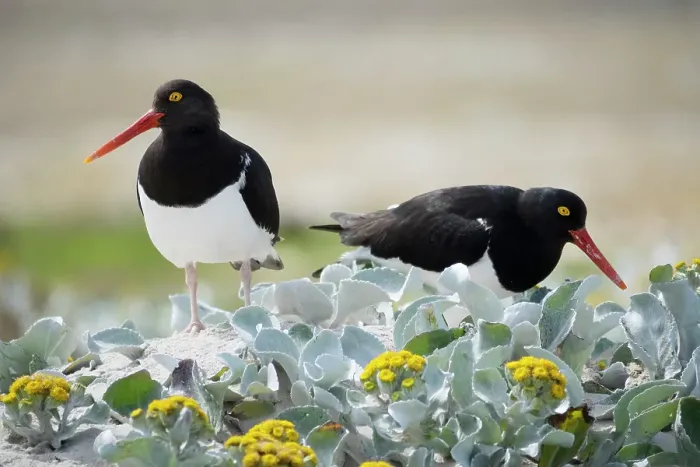 Framed Print : Falkland Islands. Two Magellanic oystercatchers forage among the sea cabbage on the beach Framed Print : Falkland Islands. Two Magellanic oystercatchers forage among the sea cabbage on the beach