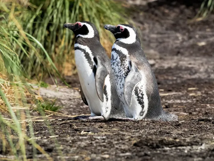 Framed Print : Falkland Islands. One Magellanic penguin with its spotted front stands next to a normally colored penguin Framed Print : Falkland Islands. One Magellanic penguin with its spotted front stands next to a normally colored penguin